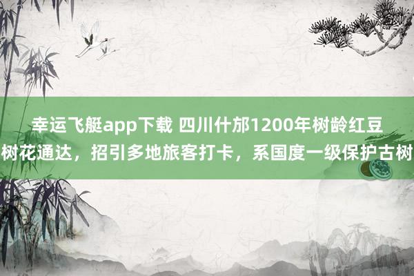 幸运飞艇app下载 四川什邡1200年树龄红豆树花通达，招引多地旅客打卡，系国度一级保护古树